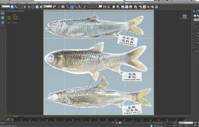 马口鱼,草鱼,白条鱼组合3D模型,MAX,MB,OBJ,SKP多种格式