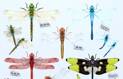 蜻蜓,豆娘3D模型,MAX,MB,FBX,SKP多种格式