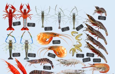 多种河虾,龙虾,海虾,基围虾组合标本3D模型,MAX,SKP多种格式