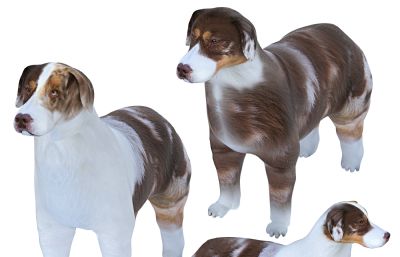 澳洲牧羊犬,小狗3D模型,MAX,MB,FBX,ZPR,SKP多种格式