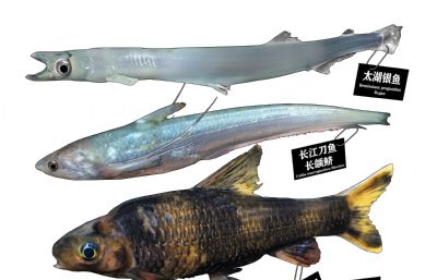 长江刀鱼,太湖银鱼,华鳈鱼标本3D模型,MAX,MB,OBJ,ZTL等格式