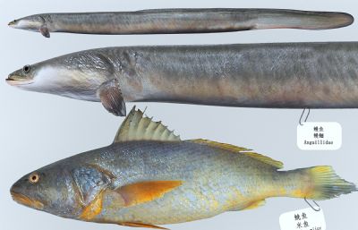 米鱼,马面鱼,花鳗鲡组合3D模型,MAX,MB,ZPR,SKP多种格式