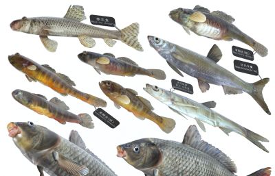 鲤鱼,金鱼,棒花鱼,黄黝鱼,餐鱼组合3D模型,MAX,MB两种格式