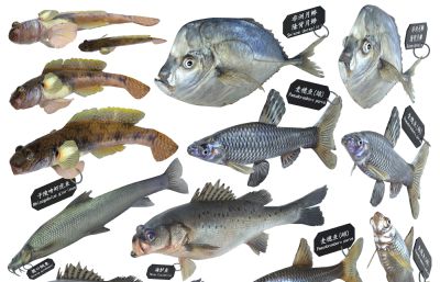 铜鱼,虾虎鱼,大海鲈,麦穗鱼,月鲹组合标本3D模型,MAX,MB,OBJ三种格式