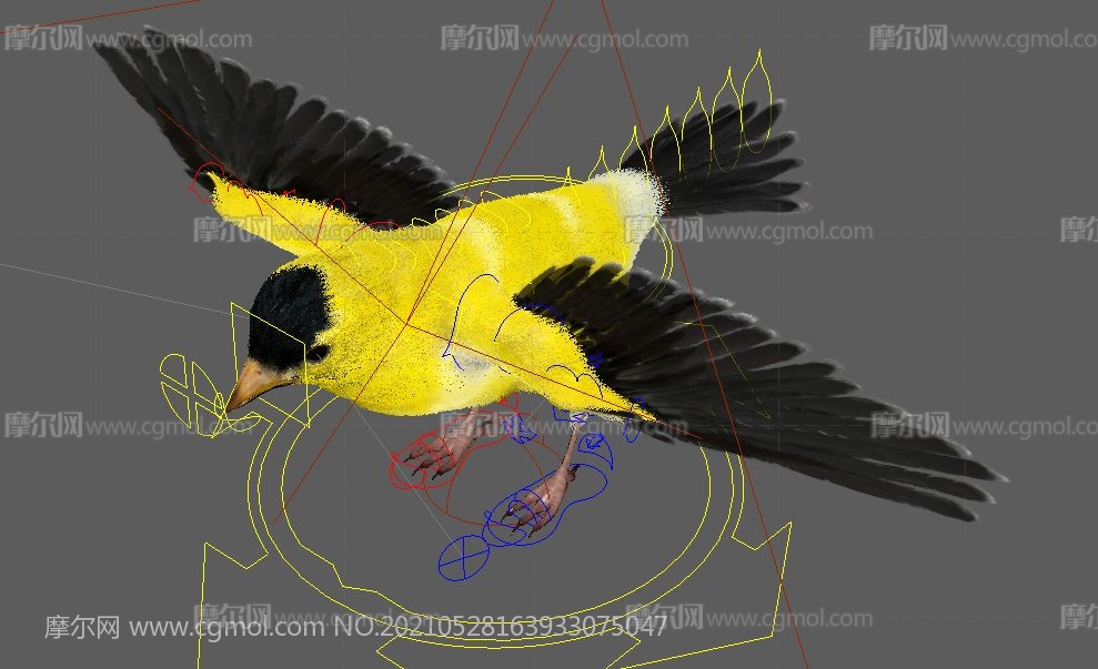 写实金翅雀,黄莺,小鸟maya模型,VRAY渲染