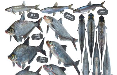 团头鲂,武昌鱼,油餐条,鳑鲏鱼标本组合3D模型,MAX,MB两种格式