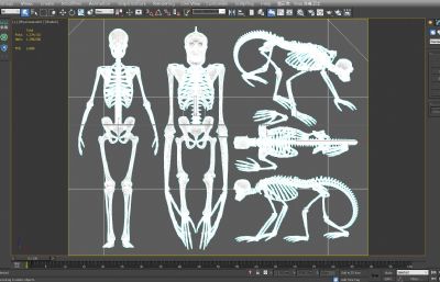 人类,猩猩,猿猴骨架,猿人骨骼3D模型,MAX,MB两种格式