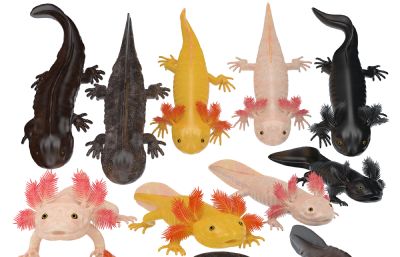 几款六角恐龙鱼,墨西哥蝾螈,娃娃鱼,大鲵3D模型
