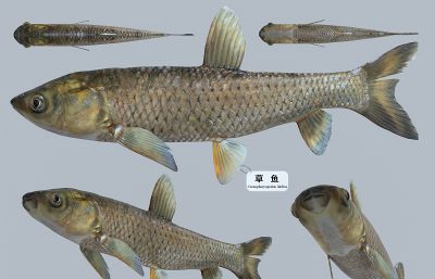 孔雀鱼,草鱼,食蚊鱼,麦穗鱼,玛丽鱼等标本组合3D模型,MAX,SKP两种格式