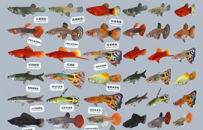 孔雀鱼,草鱼,食蚊鱼,麦穗鱼,玛丽鱼等标本组合3D模型,MAX,SKP两种格式