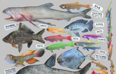 龙头鱼,虾虎鱼,斑马鱼,罗非鱼,长体鳊标本组合3D模型