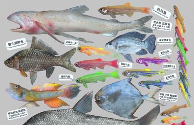 龙头鱼,虾虎鱼,斑马鱼,罗非鱼,长体鳊标本组合3D模型