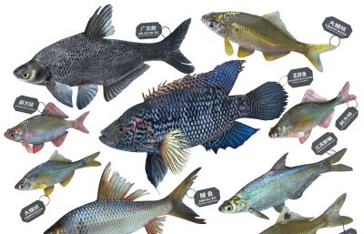 广东鲂,鳊鱼,土鲮鱼,花斑鱼,鳑鲏鱼等标本组合3D模型,MAX,MB等格式
