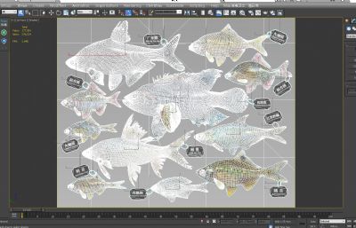 广东鲂,鳊鱼,土鲮鱼,花斑鱼,鳑鲏鱼等标本组合3D模型,MAX,MB等格式