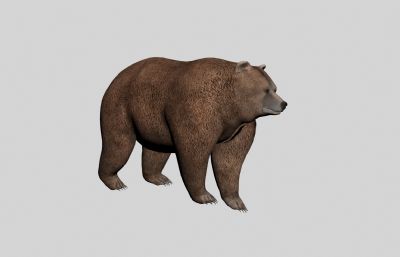 棕熊3D模型,带张望动作,MAX+FBX格式