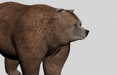 棕熊3D模型,带张望动作,MAX+FBX格式