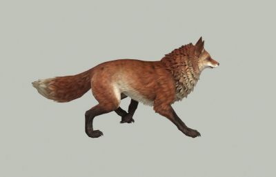 狐狸3D模型,带行走动作,MAX,FBX两种格式