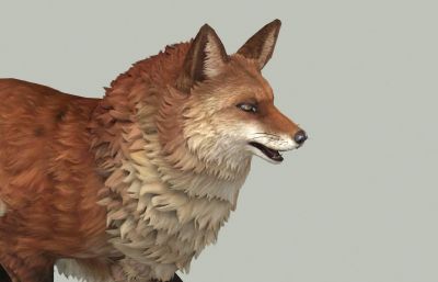 狐狸3D模型,带行走动作,MAX,FBX两种格式