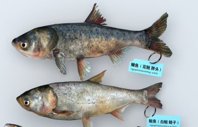 花白鲢鱼,胖头鱼,鲢鳙3D模型,MAX,FBX,MB,ZPR,SKP等多种格式
