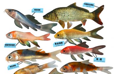 锦鲤,鲤鱼,观赏鱼3D模型,MAX,MB,SKP等多种格式