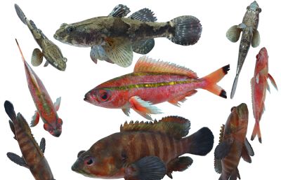 石斑鱼,梅鲷鱼,沙塘鳢标本组合3D模型,MAX,MB,ZTL三种格式