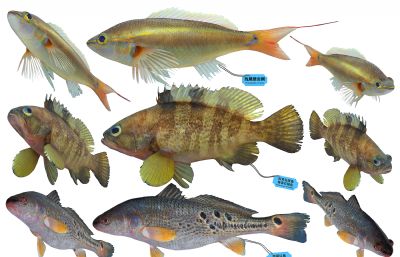 美国红鱼,石斑鱼,线尾锥齿鲷3D模型,MAX,MB,SKP等多种格式