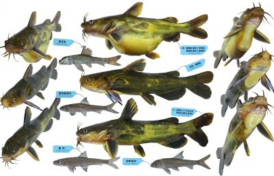 昂刺鱼,黄辣丁,银鮈鱼标本组合3D模型