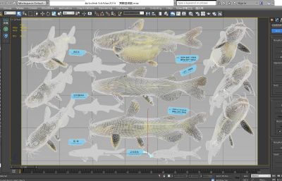 昂刺鱼,黄辣丁,银鮈鱼标本组合3D模型