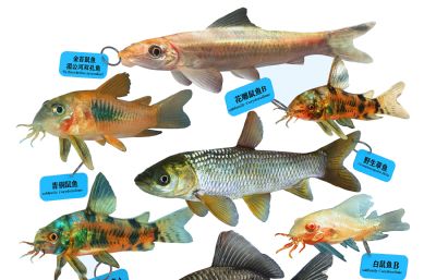 甲鲶鱼,老鼠鱼,草鱼,金苔鼠鱼组合3D模型,MAX,MB,FBX,ZPR等多种格式