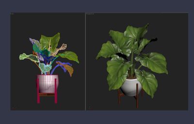 写实大叶植物,一帆风顺花盆景3D模型高模