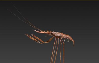 异形虾,大虾3D模型塌陷文件