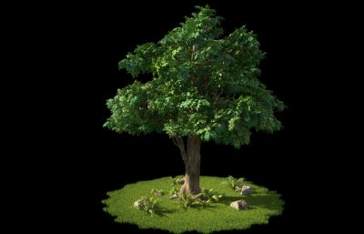 一颗树,自然草地大树,景观树maya模型,redshift渲染