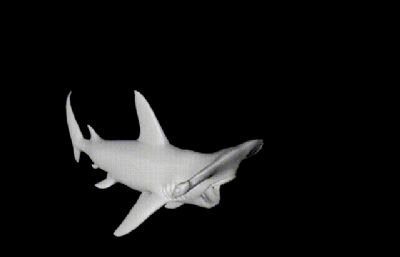 鲨鱼游动,锤头鲨动作,5个C4D源文件素模