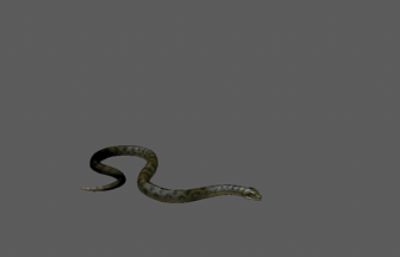次世代爬行动物蛇3D模型,带18套动画(网盘下载)