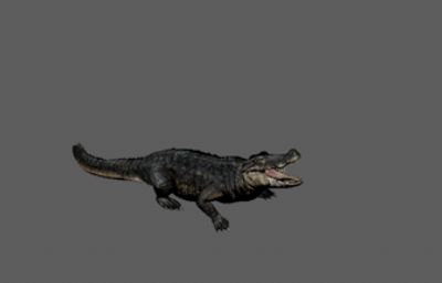 次世代鳄鱼3D模型,带13套动画