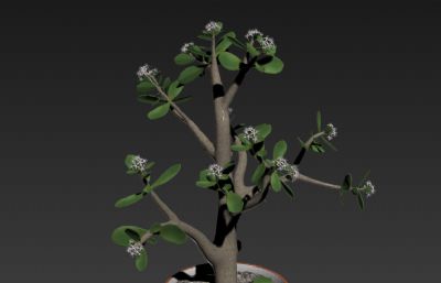 盆栽景天植株3D模型