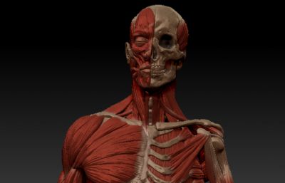 男性人体肌肉骨骼分布组成精细结构zbrush模型