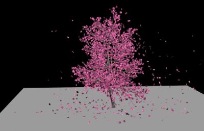 樱花树樱花随风飘落3Dmax动画源文件