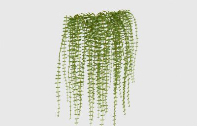 叶茂下垂的绿萝植株3D模型