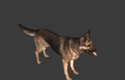 次世代狼狗,警犬3D模型,带绑定