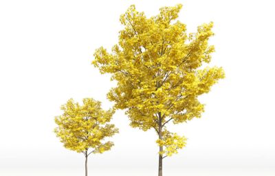 两颗胡杨树3D模型