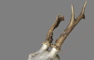 鹿头骨骨骼化石maya模型,提供obj文件,有贴图
