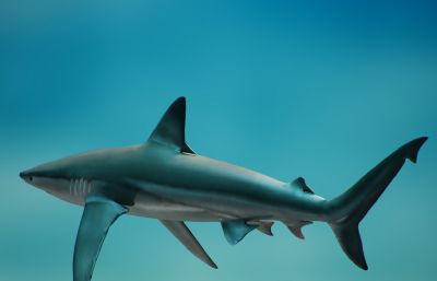 鲨鱼FBX模型+八猴文件,带贴图