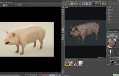 写实猪,白皮猪,家猪C4D模型