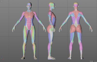 标准人体骨骼肌肉,女人骨骼肌肉C4D模型