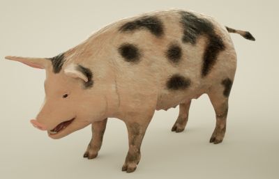14款写实猪,肉猪组合C4D模型(网盘下载)