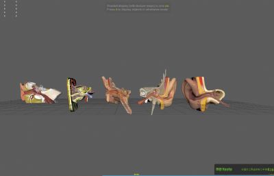 耳朵,耳道,耳朵内部结构解剖模型MAYA模型(网盘下载)