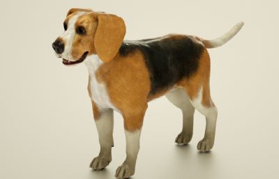 写实拉布拉多犬C4D模型