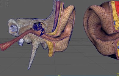 耳朵,耳道,耳朵内部结构解剖模型MAYA模型(网盘下载)