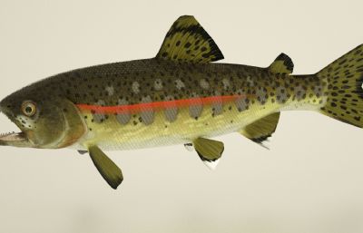 金鳟鱼C4D模型